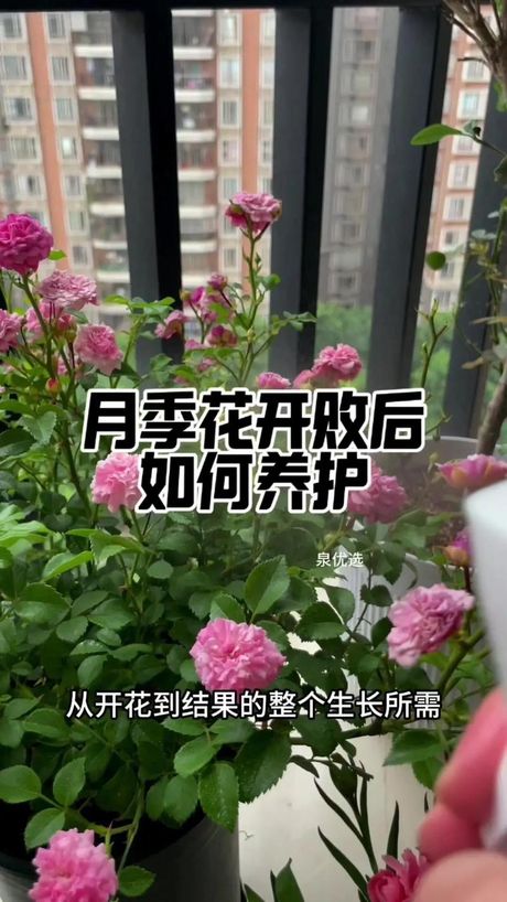 月季花什么时候开，揭秘！月季花什么时候开放？