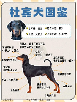 杜宾犬价格，想了解杜宾犬价格？看这里就对了！